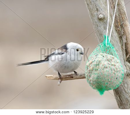 Long tailed tit bird sitting on a branch eating bird feed