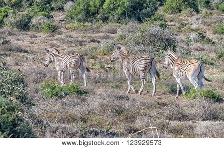 Three Burchells zebras, Equus quagga burchellii, walking between shrubs