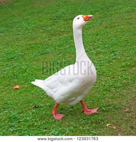 One white goose on a field of green grass