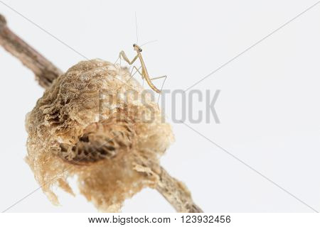 Praying mantis on egg case with white background.