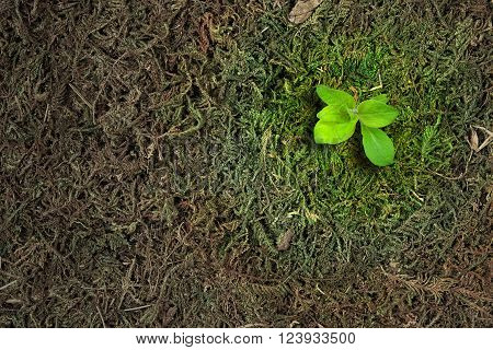 Ecology concept. Rising sprout of old moss and symbolizes the struggle for a new life