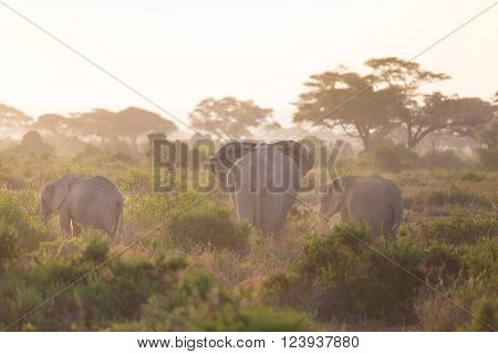 Elephant herd in Amboseli national park in Kenya., Africa.