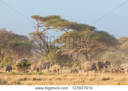 Elephant herd in Amboseli national park in Kenya., Africa.