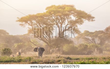 Elephant herd in Amboseli national park in Kenya., Africa.