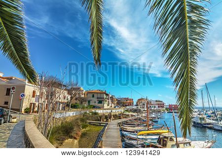 palm branches in Stintino old harbor Sardinia