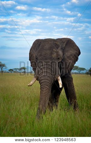 Big nice elephant mate serengeti adventure safari s