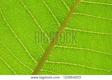 Close up photo of a backlit leaf showing nerves