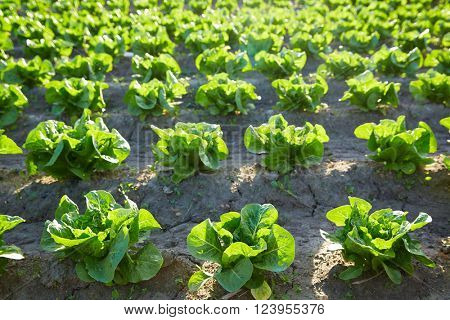 Green romain letuce field in a row in Mediterranean area