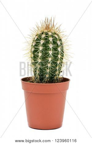a Cephalocereus euphorbioides cactus in a brown plant pot, on a white background