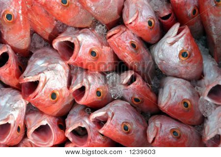 Peixe tropical vermelho