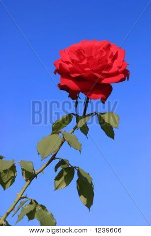 Rosa vermelha