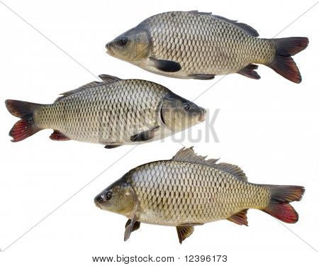 Tre carpe su white backgro