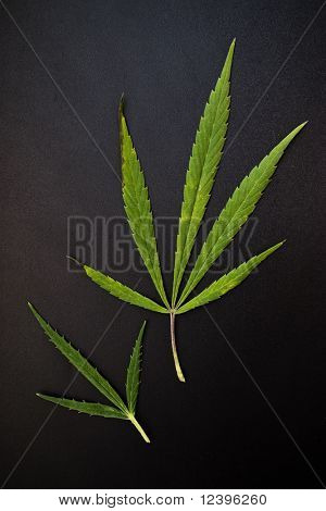Marijuana blade på mørk baggrund