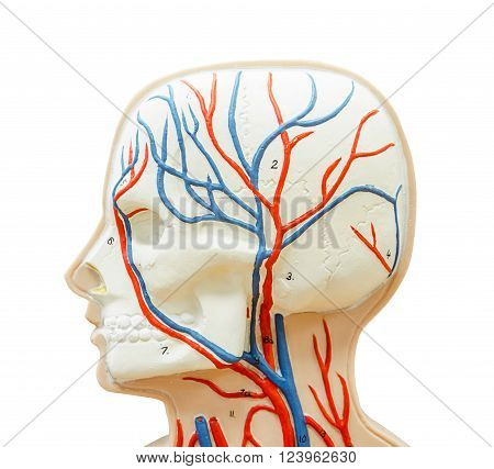 close up to head human model for study medicine isolated on whie background