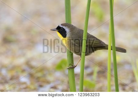 Common Yellowhtroat In A Florida Marsh During Spring Migration
