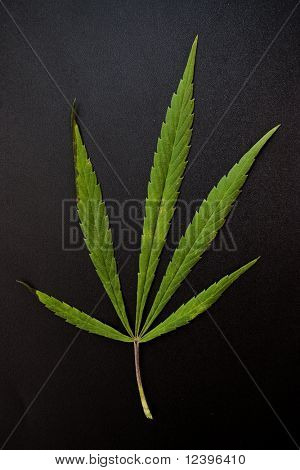 Marijuana blade på sort baggrund