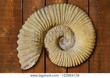 Ammonites fossil in Valencian Community of spain
