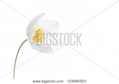 Blossoming of spring white flower on isolated background. Selective shallow focus
** Note: Shallow depth of field
