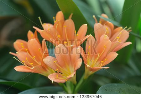 Clivia miniata closeup in a spring garden