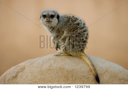 Meerkat Rock