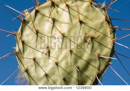 Testa di cactus