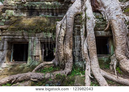Tree Growing On Ta Prohm Ruins