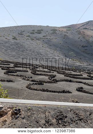 Vineyard On Black Volcanic Soil In La Geria Area. Lanzarote.canary Islands.spain