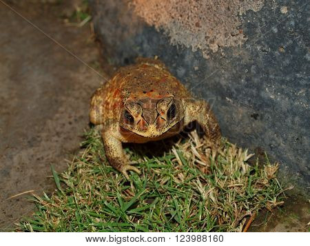 Hoptoad - night land inhabitant of the island of Bali, Indonesia