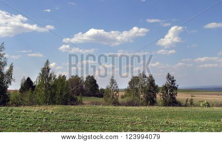 Summer Landscape