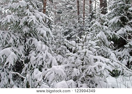 winter landscape of pine forests the trees are covered with frost and snow