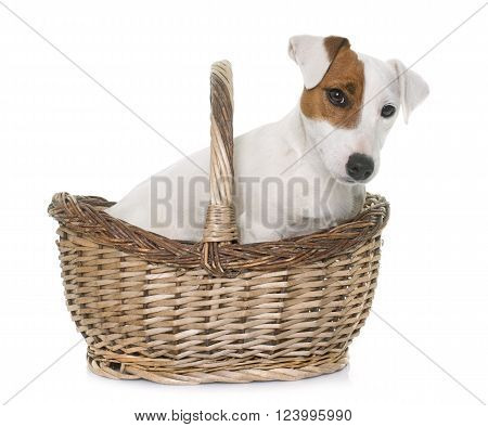 young jack russel terrier in front of white background
