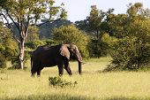 Elefante