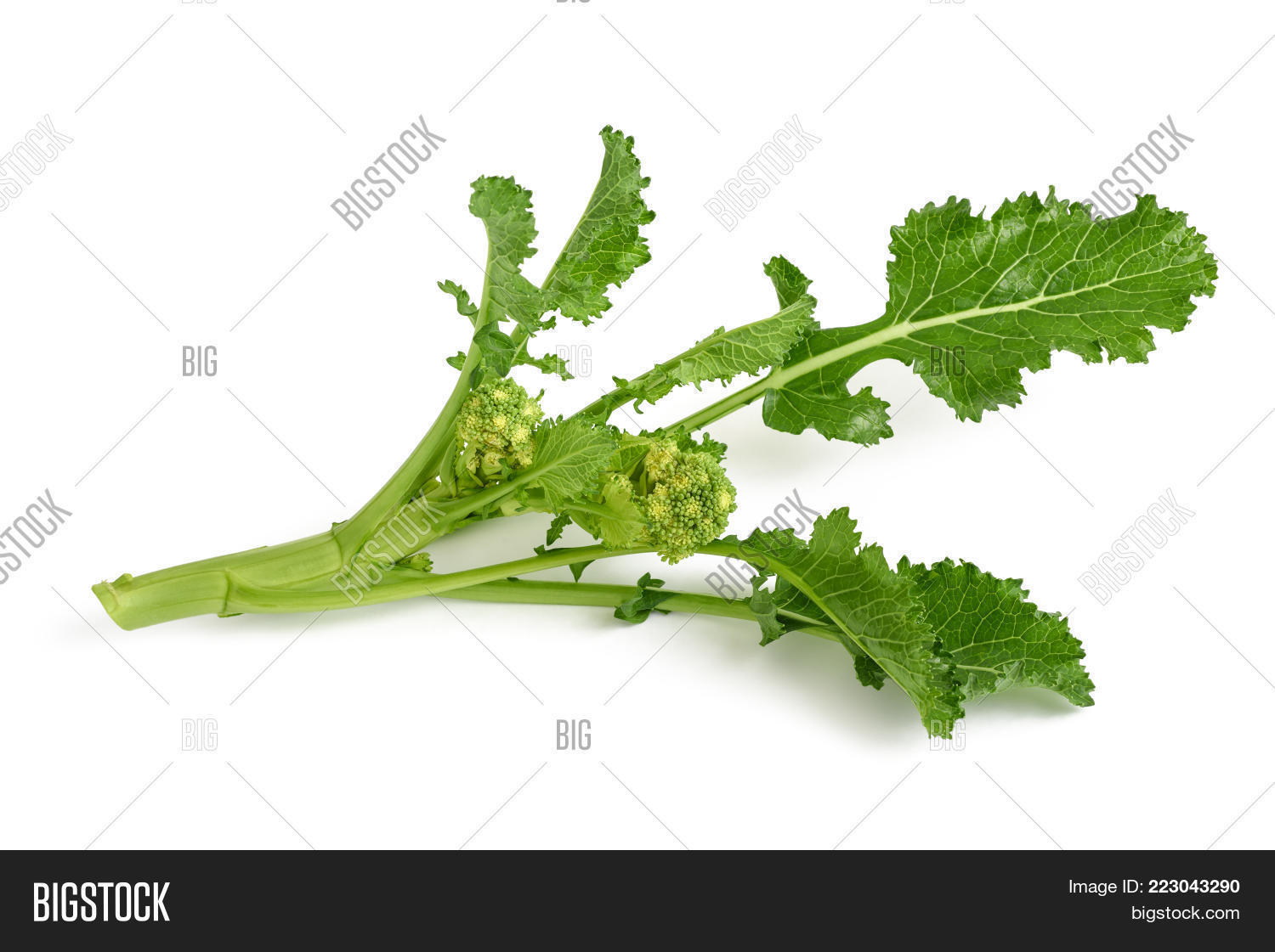 Fresh Turnip Greens Image & Photo (Free Trial) | Bigstock