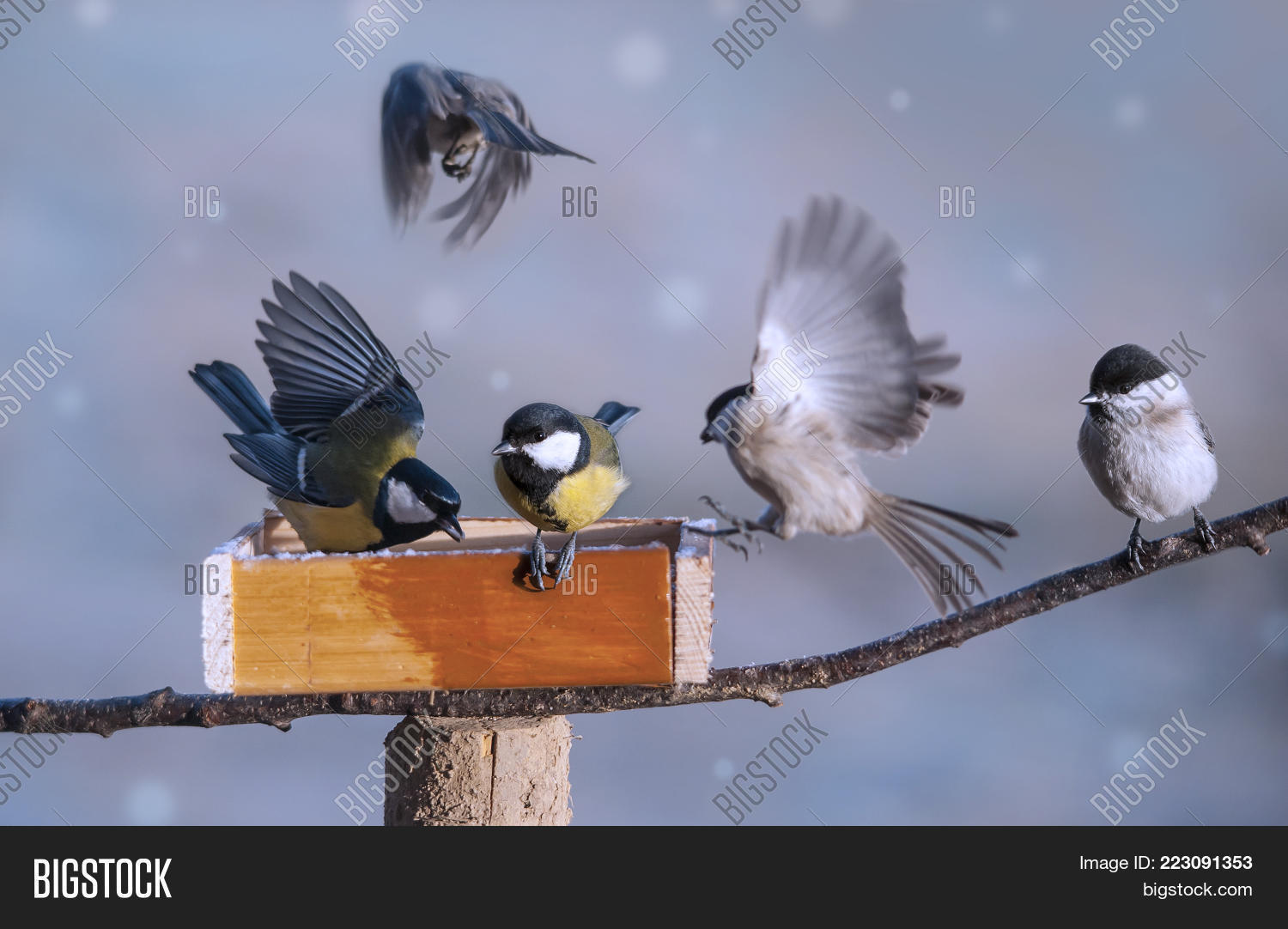 Birds Eating Seed Bird Image & Photo (Free Trial) Bigstock