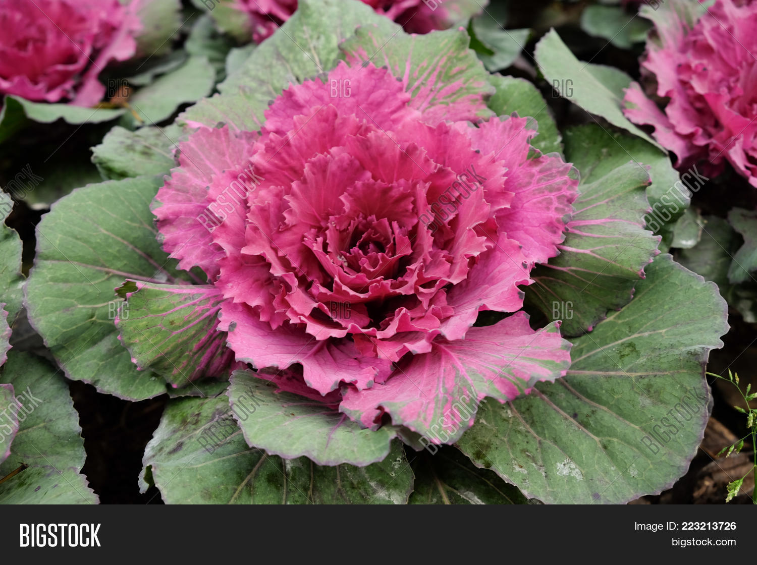 Image Preview