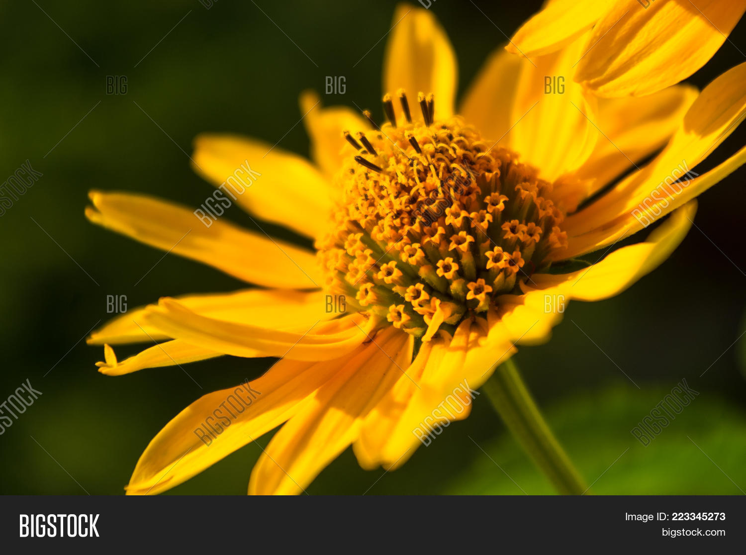 Image Preview