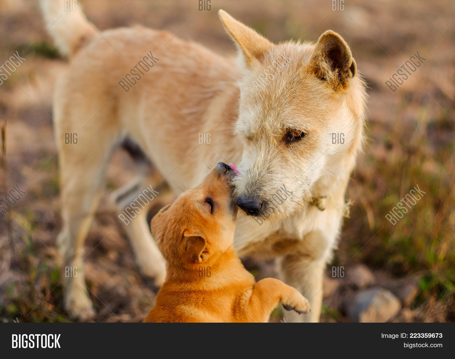 Image Preview