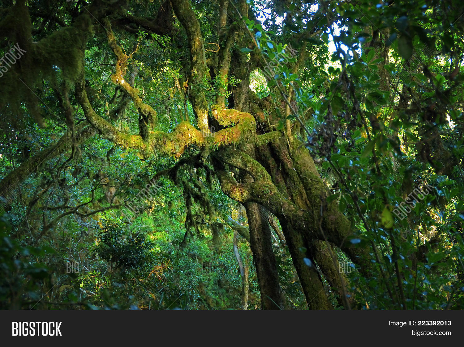 Jungle Trees Covered Image & Photo (Free Trial) Bigstock