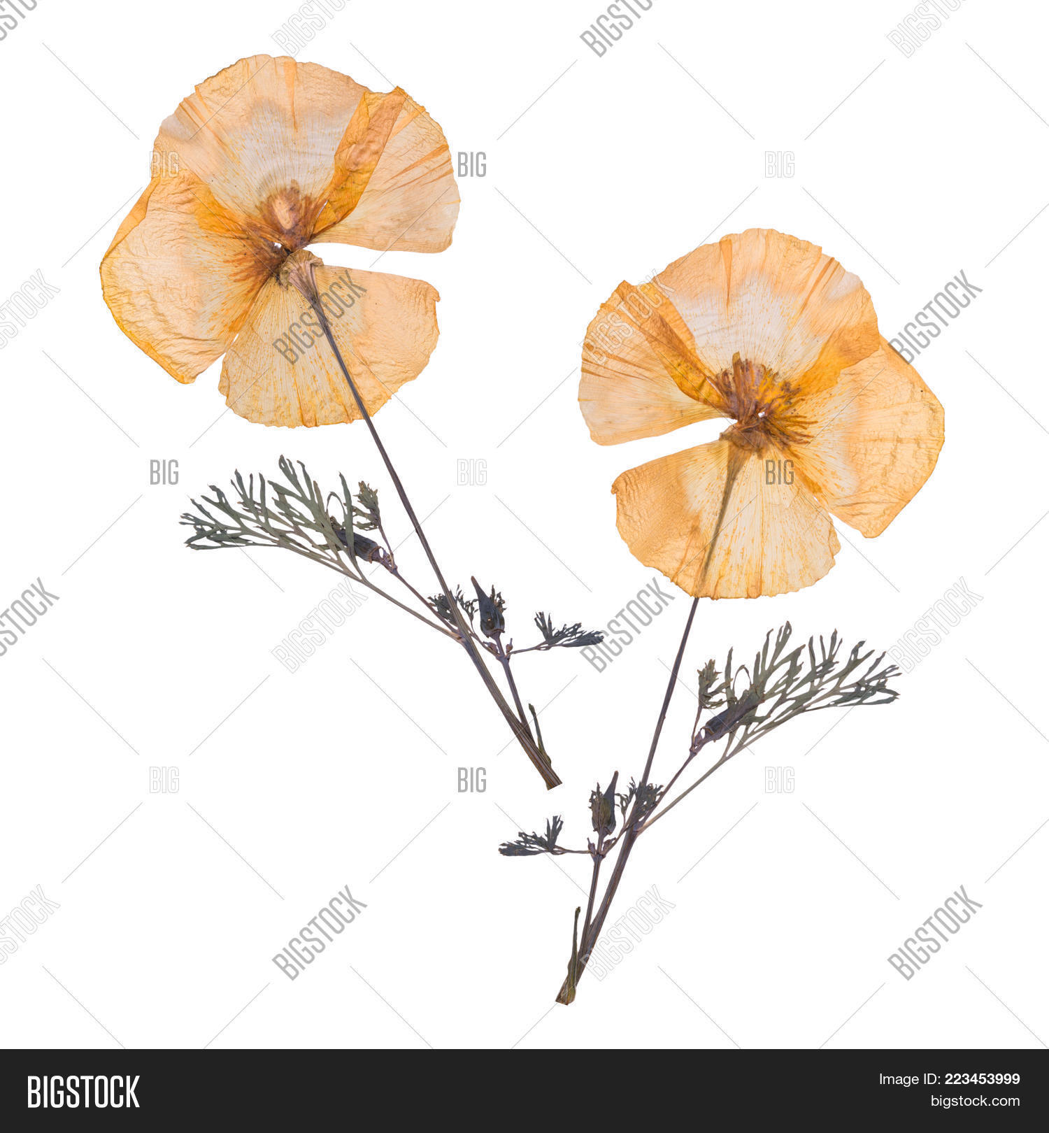 Image Preview