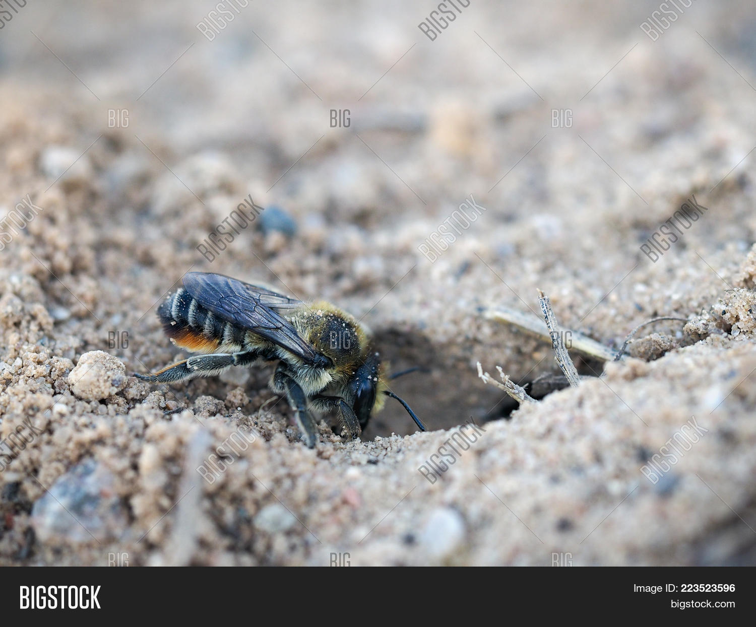 Image Preview