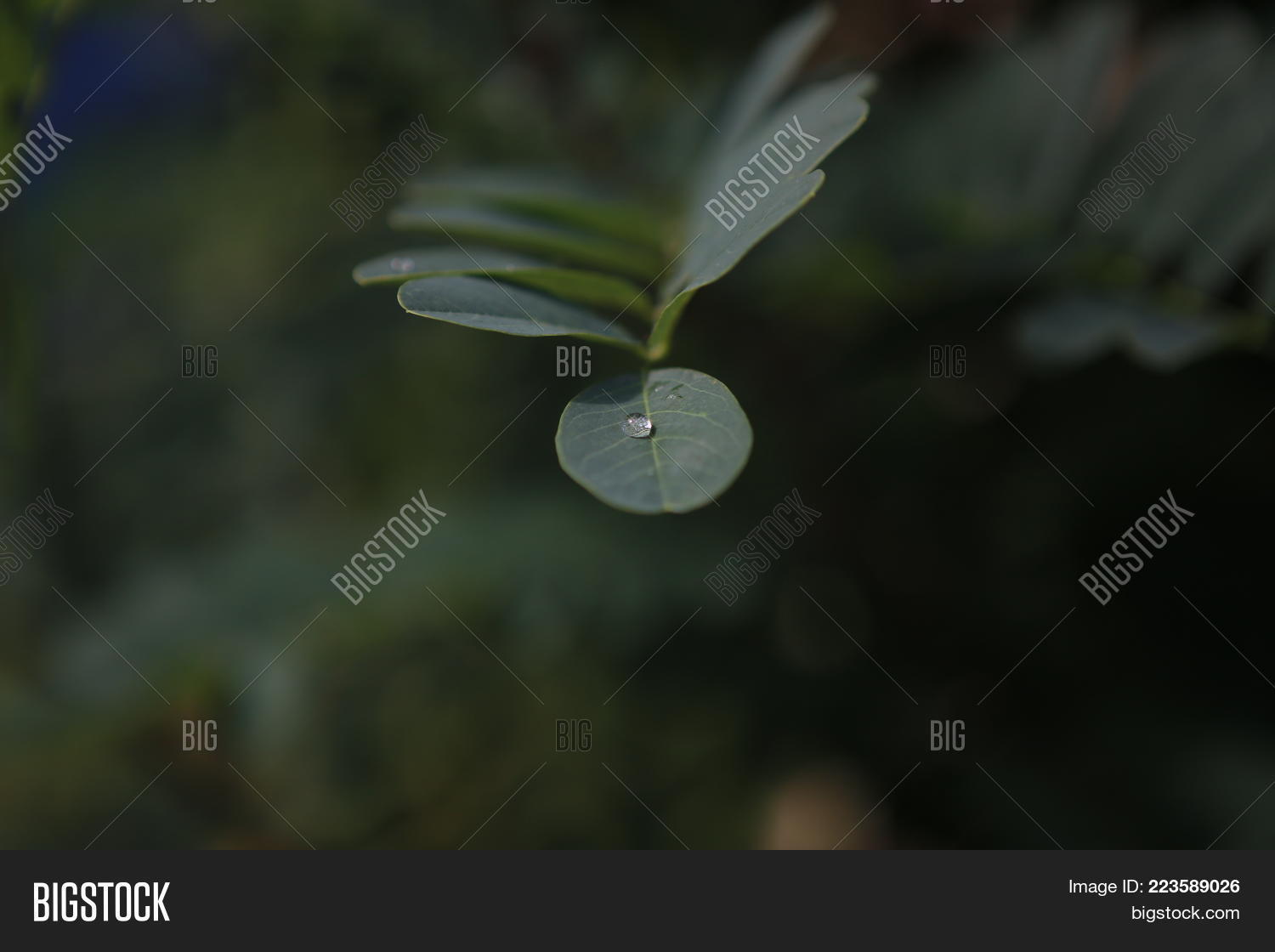 Image Preview