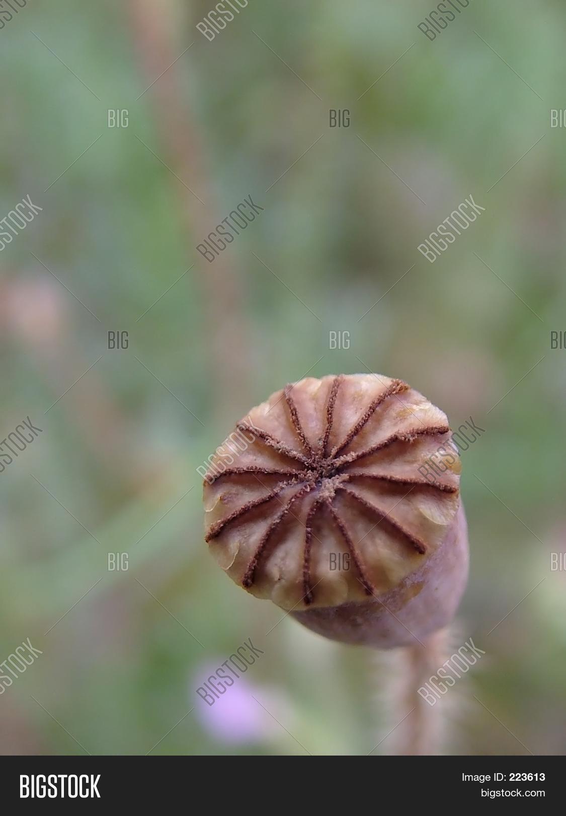 Poppy Seed Head Image & Photo (Free Trial) Bigstock