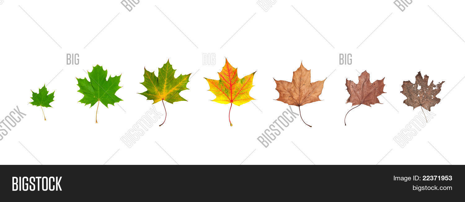life cycle leaf image photo free