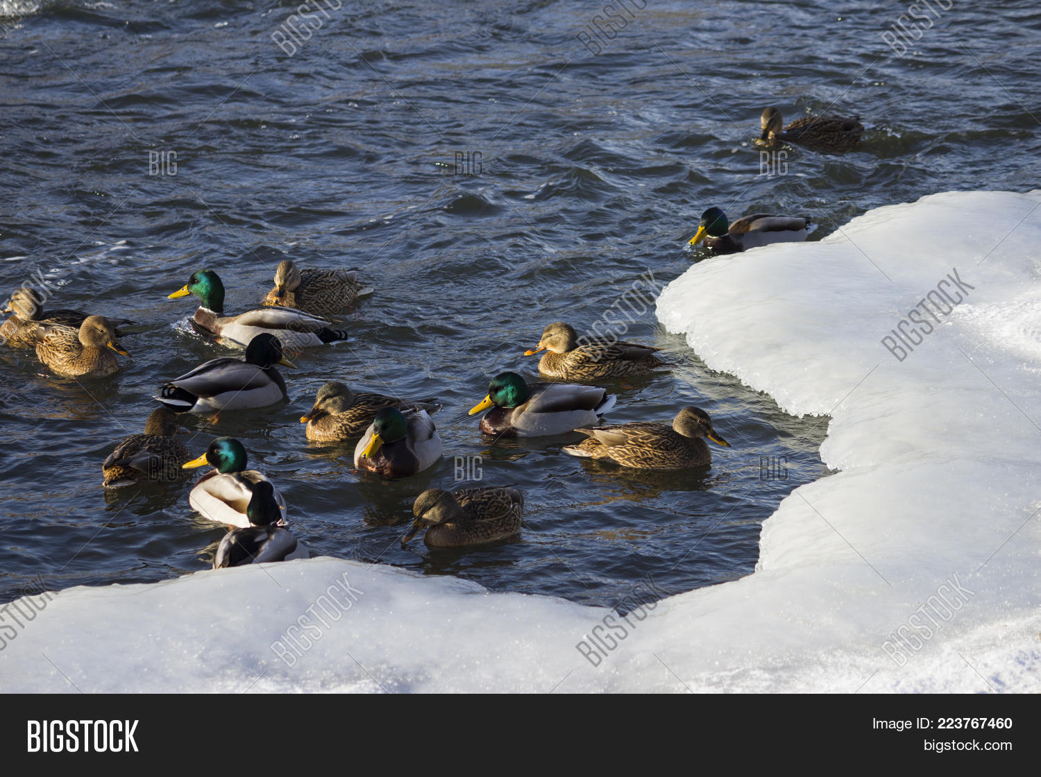 Image Preview