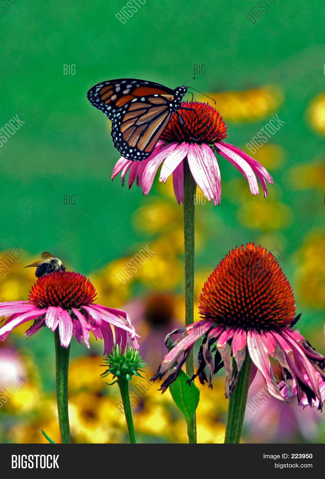 Image Preview