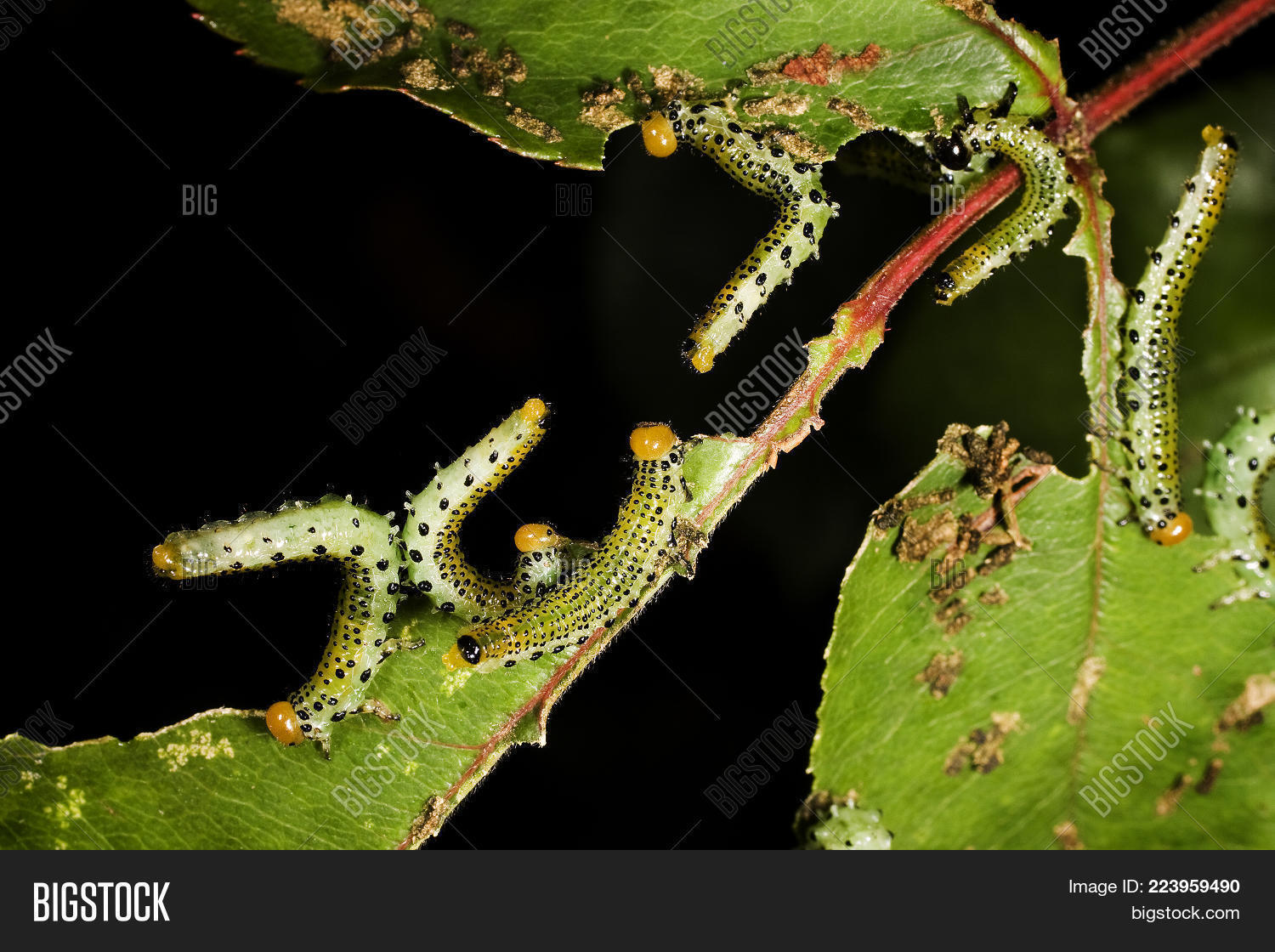 Sawflies Insects Image & Photo (Free Trial) | Bigstock