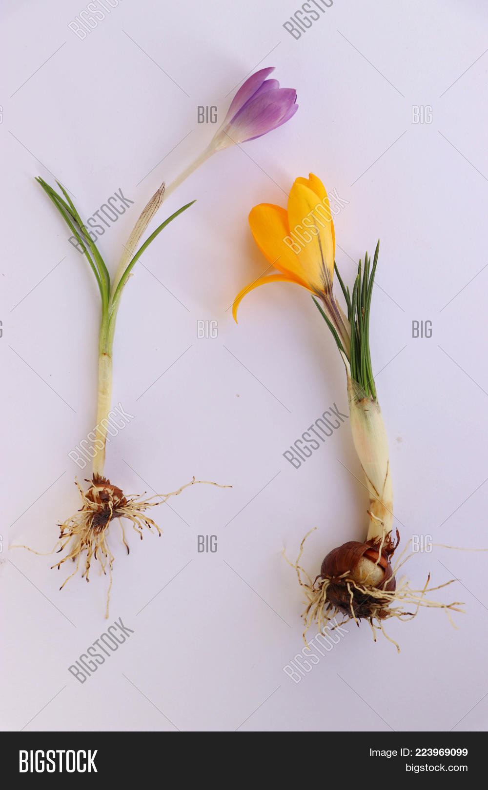 Image Preview