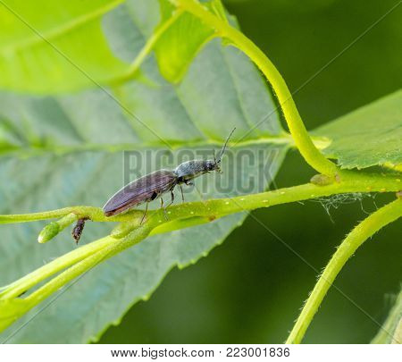 low angle shot showing a click beetle on plant stipe