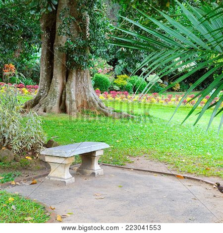 Beautiful tropical park with trees and flowers. In a secluded place is a stone bench for rest.