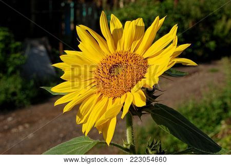 Sunflower close up, with yellow petals lit with the sun